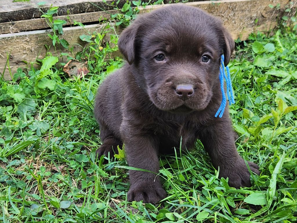 du verger des plaines - Chiot disponible  - Labrador Retriever