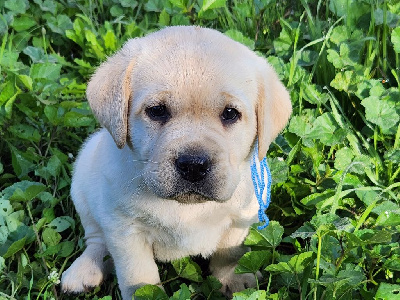 du verger des plaines - Labrador Retriever - Portée née le 05/08/2024