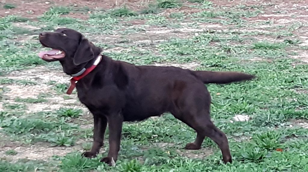 O'hara (Sans Affixe)