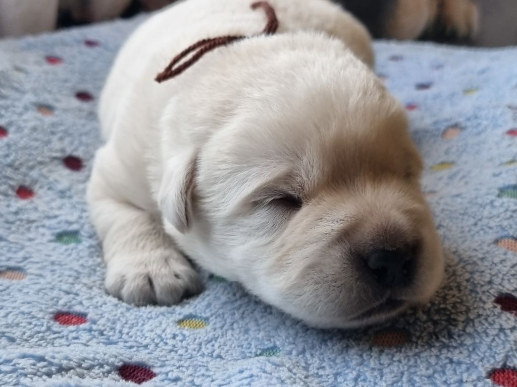 du verger des plaines - Chiots disponibles - Labrador Retriever