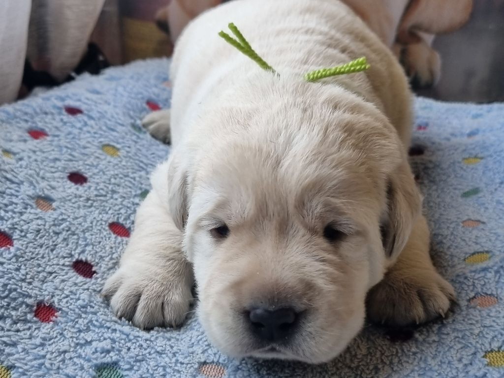 du verger des plaines - Chiots disponibles - Labrador Retriever