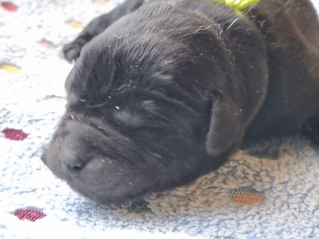 du verger des plaines - Chiots disponibles - Labrador Retriever
