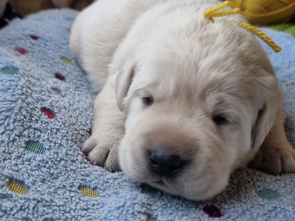 du verger des plaines - Chiots disponibles - Labrador Retriever