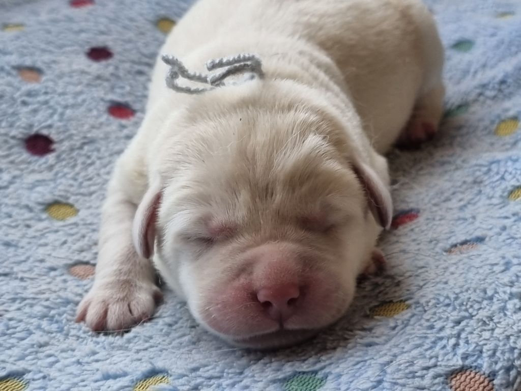 du verger des plaines - Chiots disponibles - Labrador Retriever